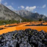 Vendanges
